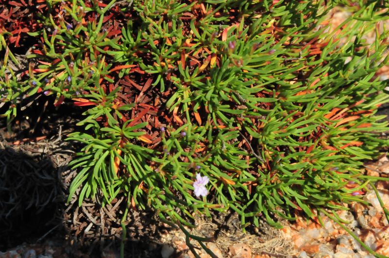 Limonium contortirameum